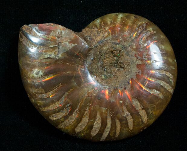 Flashy Red Iridescent Ammonite #5142